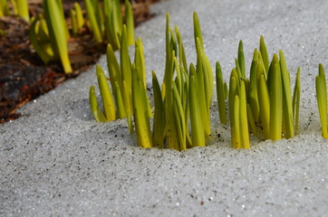 the first shoots of green grass through the snow in the spring snow melting