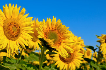 Yellow sunflowers grow in the field. Agricultural crops.