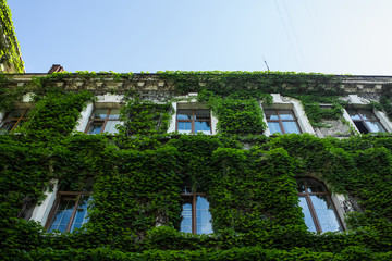 Fototapeta na wymiar building facade hidden behind green plants 
