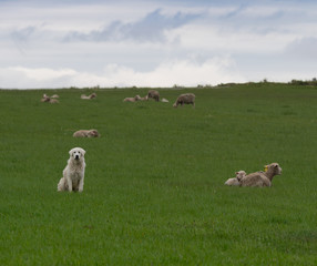 Fototapeta premium A Great Pryenees Guarding His Flock of Sheep in a pasture with lush green grass.