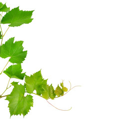 Vine and leaves isolated on white. Free space for text.