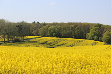Obraz premium Gelbe Frühlingspracht
