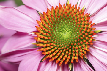 Blütenkorb Makro von Echinacea purpurea