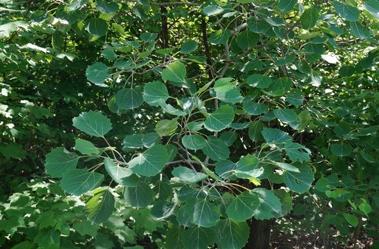 Bigtooth Aspen