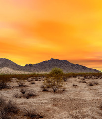 Naklejka premium Sonora Desert Sunset Arizona