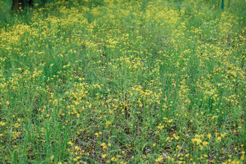 green grass with yellow flowers