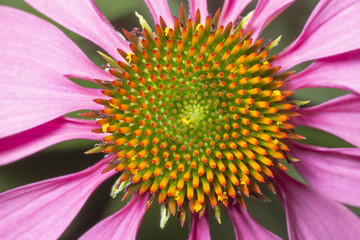 Bl&uuml;tenkorb Makro von Echinacea purpurea