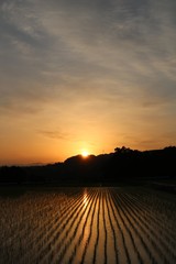 夜明けの田園風景/富山の田舎の夜明けの田園風景