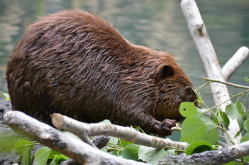 Beaver chewing branches