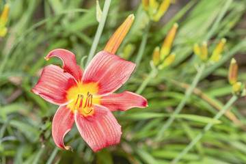 Fototapeta premium blühende Rote Lilie. Im Hintergrund sind Lilienknospen zu sehen