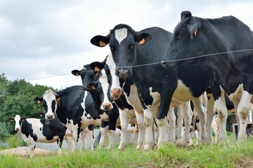Vaches laitières