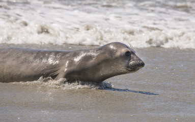 Fototapeta premium Szczenię słonia morskiego, Point Reyes