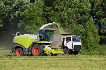 Agriculture, harvesting rural landscape – new yellow-white harvester cutting the silage in the flatbed truck on the field. Side view of green forest
