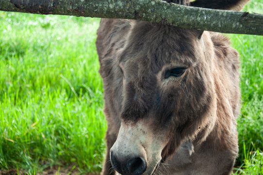 Donkey