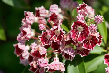 Mountain laurel (Kalmia latifolia)