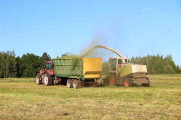 Obraz premium Agriculture, harvesting - yellow white combine harvester harvests silage in red tractor with green trailer on green field in summer afternoon on forest and blue sky background, rear view