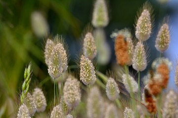 Lagures ovales dans les dunes en Bretagne