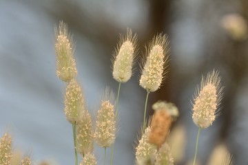 Lagures ovales dans les dunes en Bretagne