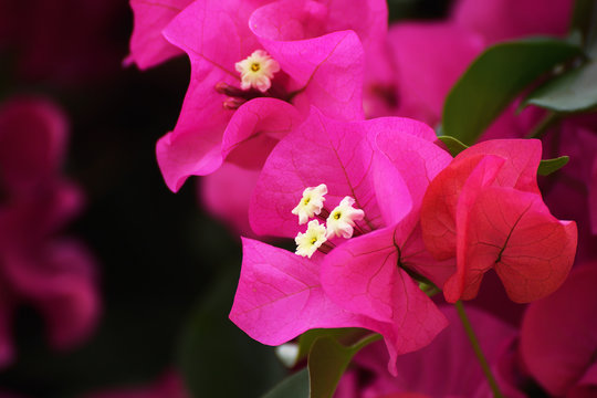 Pink bougainvillea flower macro in a garden with green leaves. Empty copy space for Editor's text.