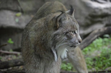 A Canadian lynx