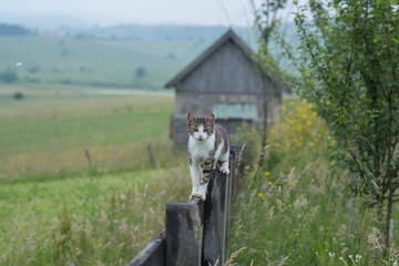 kitten  on wooden fence balancing in walk
