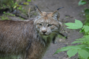 Obraz premium A Canadian lynx