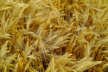 Ripe wheat plants background, bio farming, ripe yellow durum wheat plants growing on field, readi to harvest close up, food background