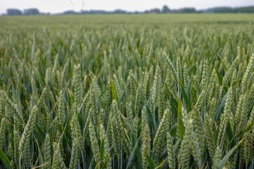 Bio farming, unripe green wheat plants growing on field