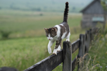cat walking over the fence 