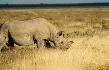 Large de-horned rhino on plains in Namibia.
