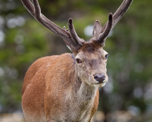 Stag Close Up.  A close up picture of a red deer stag in the Scottish highlands.