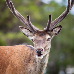 Stag Close Up.  A close up picture of a red deer stag in the Scottish highlands.