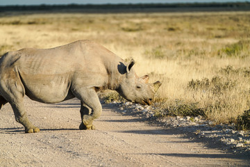 Large de-horned rhino on plains in Namibia.