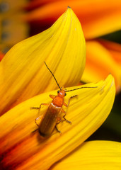 beetle on orange flower