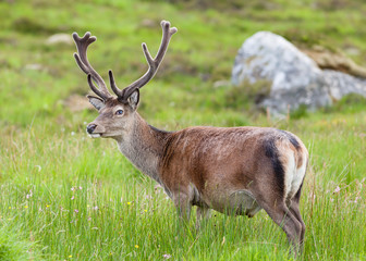 Red Deer Stag.  A red deer stag in the Scottish highlands.
