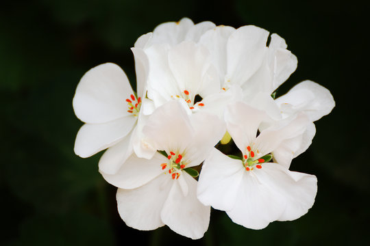 White geranium flower in a home garden against a dark black background. Emtpy copy space for Editor's text.