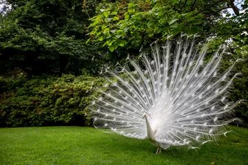 Foto op Plexiglas Close up white peacock showing beautiful feathers © lightcaptured