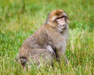 Naklejka na ściany i meble Barbary Macaques Monkey. Barbary macaques monkeys live in the Atlas Mountains of Algeria and Morocco.