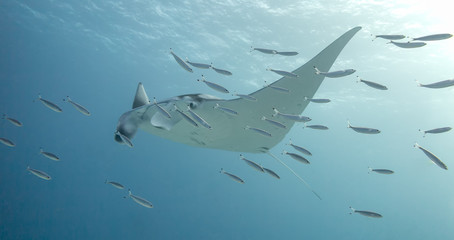 Manta ray behind a school of blue fish in the Great Barrier Reef in Australia.