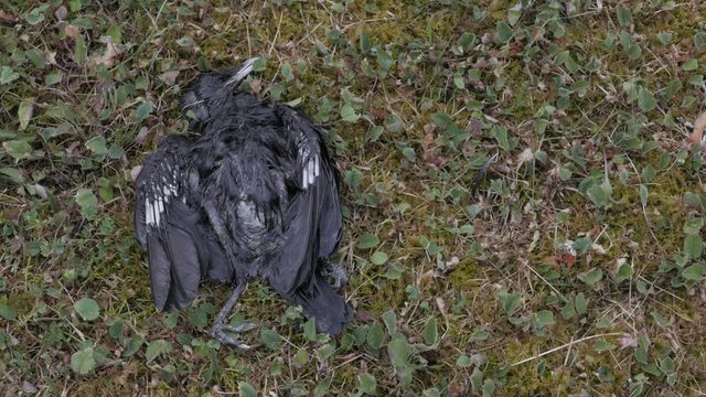 Ungraded 4K dead bird (Died by natural causes)