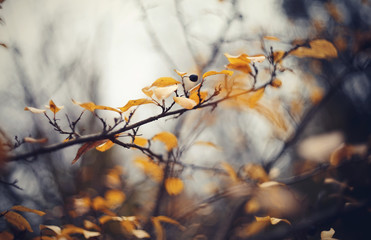 Branch of a hedge cotoneaster.