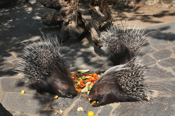 Porcupine in Zoological Garden 