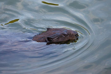 Eurasian beaver( Castor fiber) Rodent