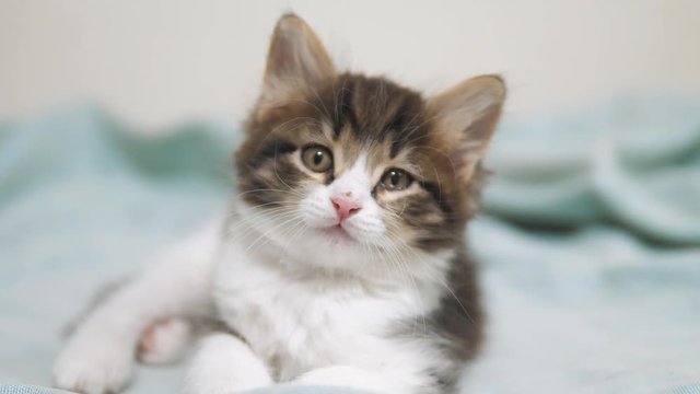 little fluffy cute funny kitten portrait indoors. cute a little kitten. kitten pet cat concept lifestyle