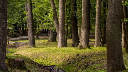 Spring forest with flowering fruit trees top view