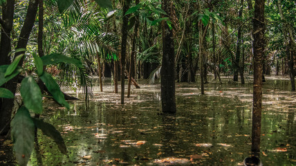 Typical Amazon jungle flooded in Alter do Chão, Brazil.