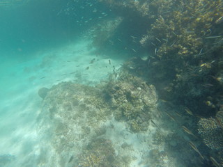 coral and school fish in a clear water during vacation