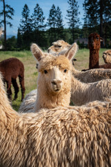 Young Alpaca Peering Behind its Mother's back