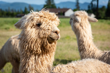 Huacaya Alpaca, Smiling in the Pasture