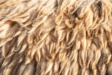 Alpaca Fiber Close-Up